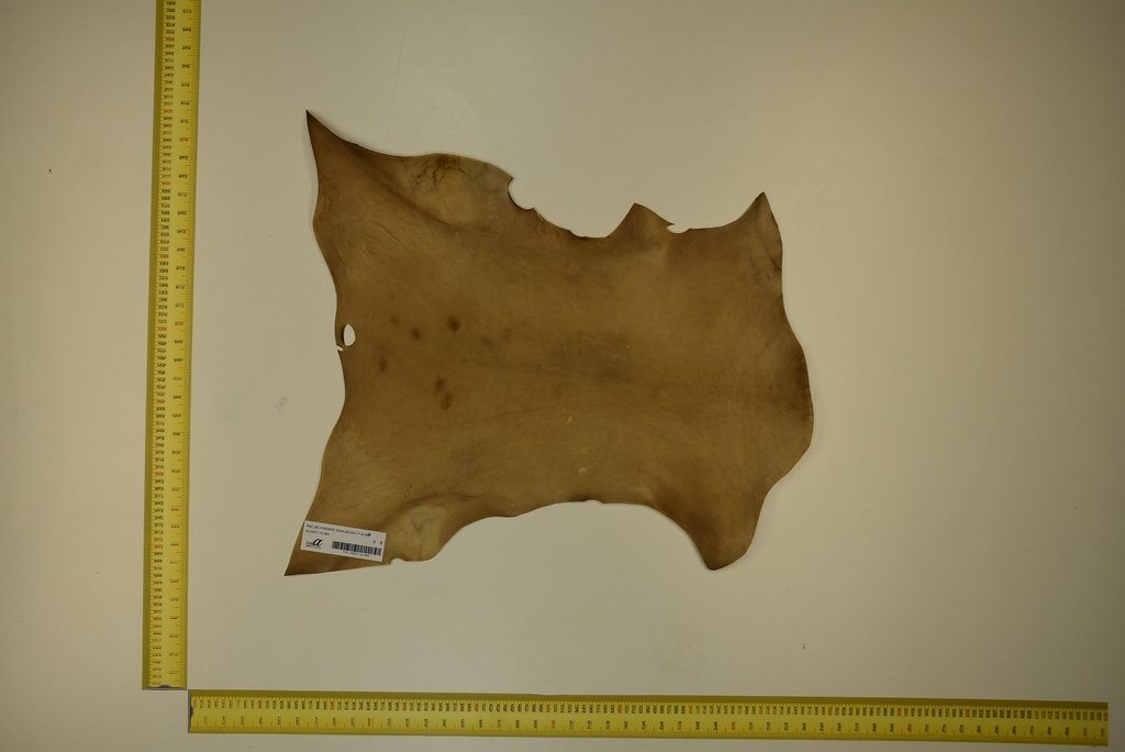 Aged lambskin 1ª ID.064