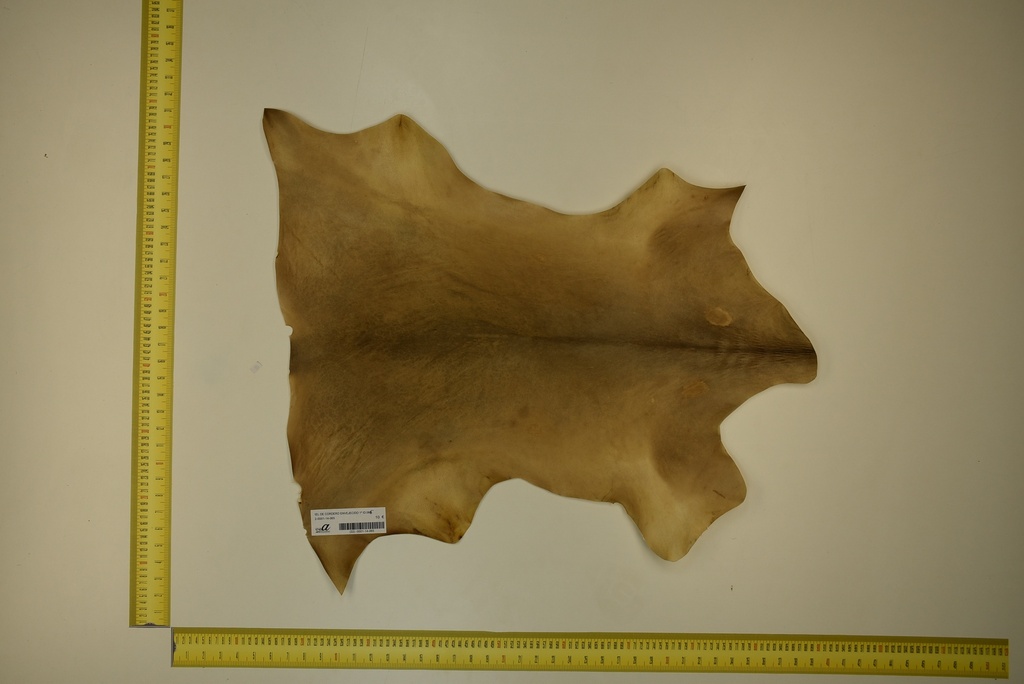 Aged lambskin 1ª ID.065