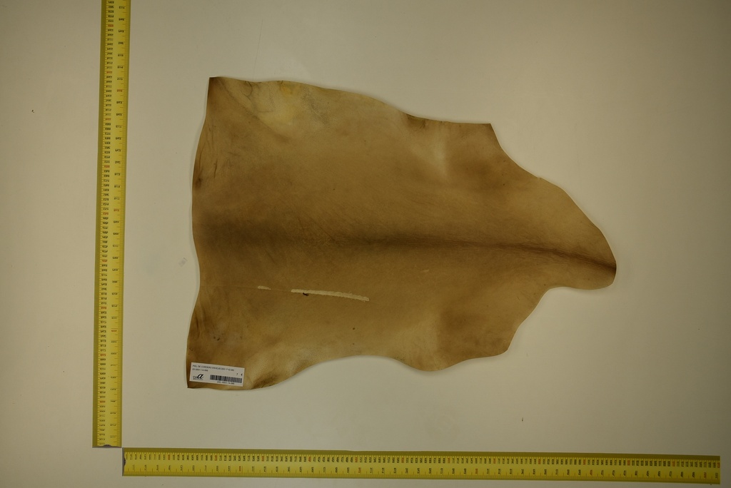 Aged lambskin 1ª ID.066
