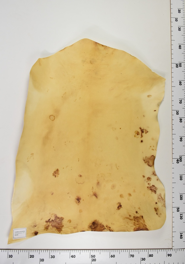 Cordero Envejecido ID001