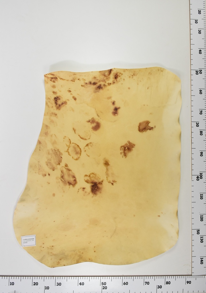 Cordero Envejecido ID010