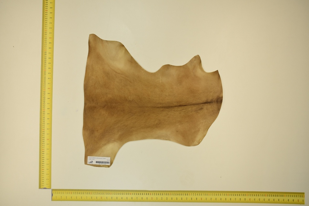 Aged lambskin 1ª ID.001