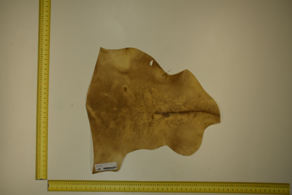 Aged lambskin 1ª ID.005