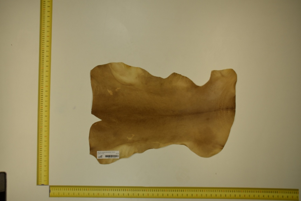 Aged lambskin 1ª ID.018