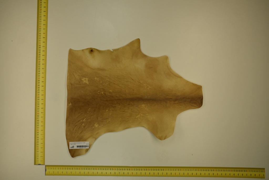 Aged lambskin 1ª ID.029