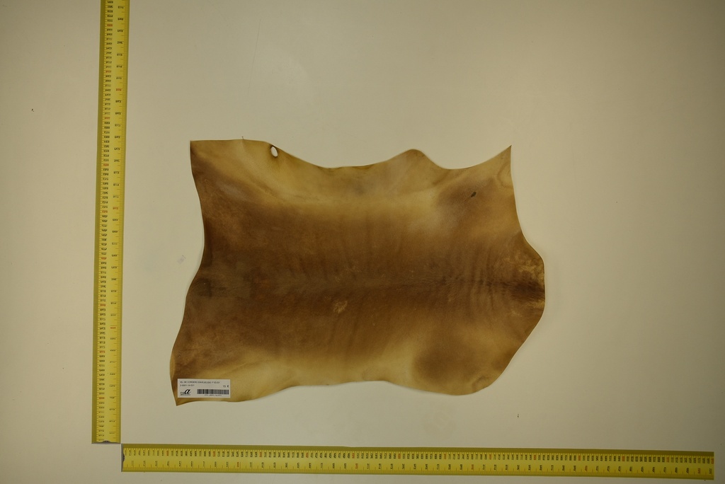 Aged lambskin 1ª ID.031