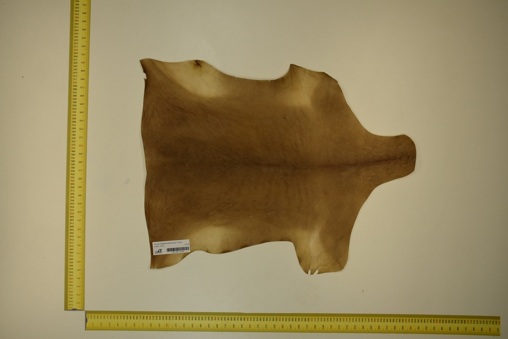 Aged lambskin 1ª ID.051