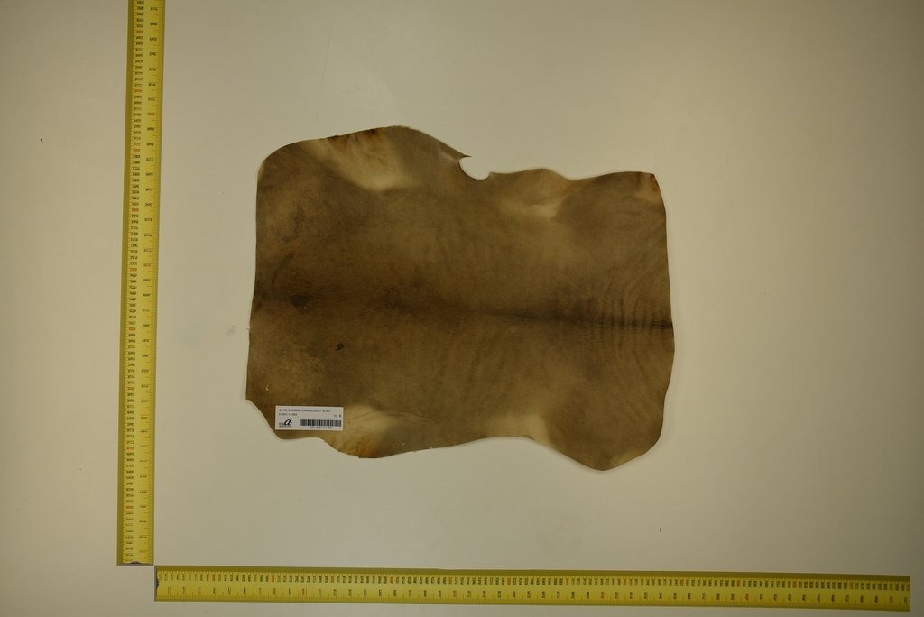 Aged lambskin 1ª ID.053