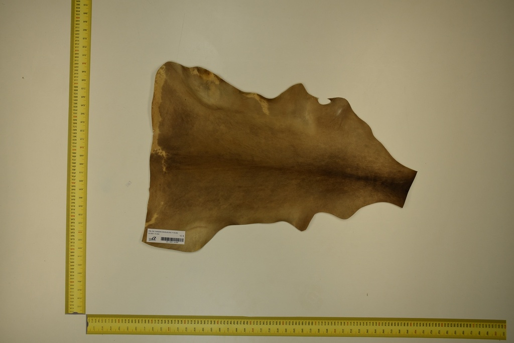 Aged lambskin 1ª ID.054