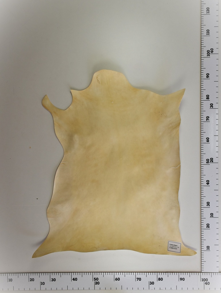 Cordero Blanco 22-0000-02-051