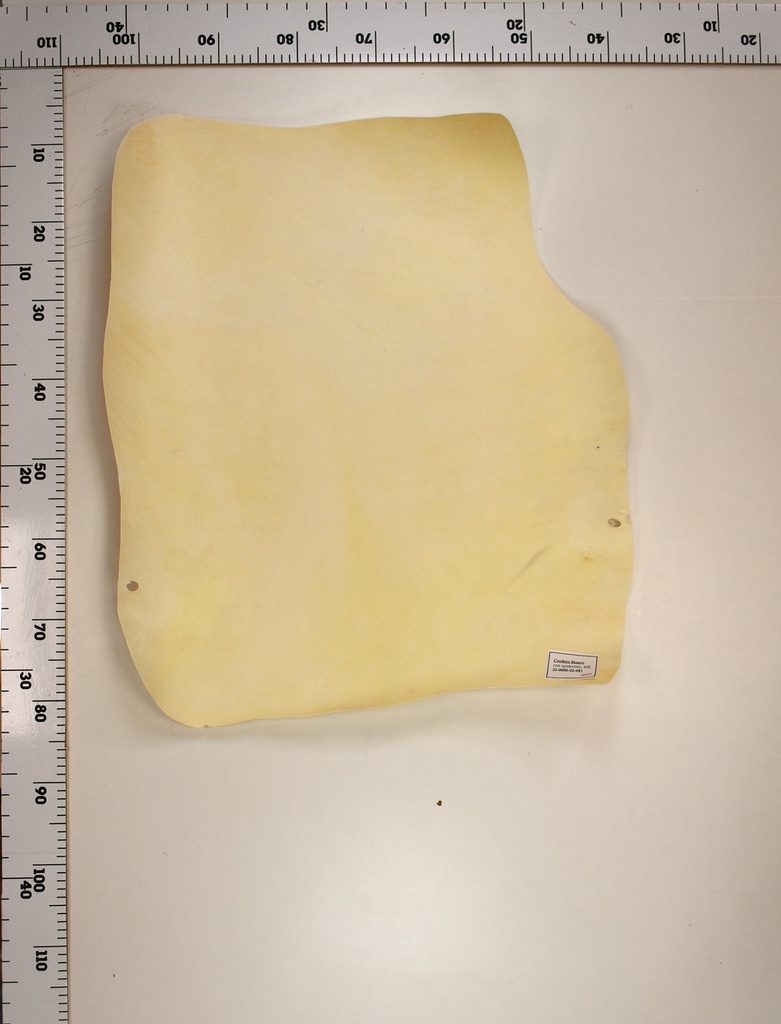 Cordero Blanco 22-0000-02-081