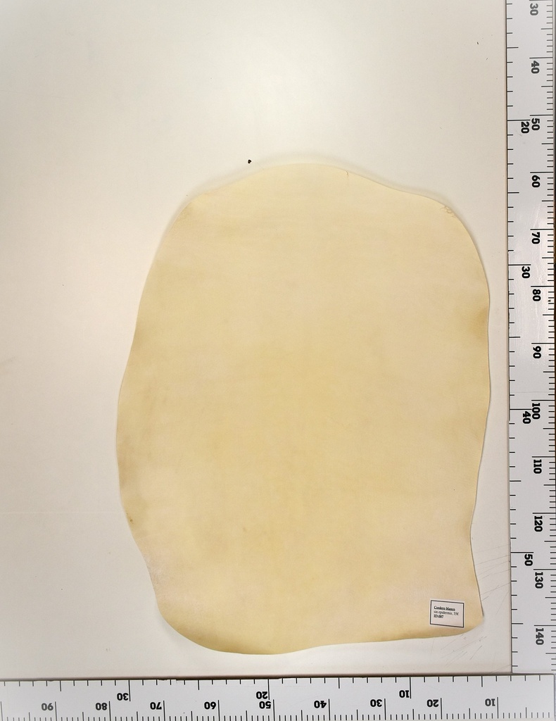 Cordero blanco impresión digital ID:007