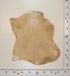 [24-0001-033] Cabrito Marrón ID033