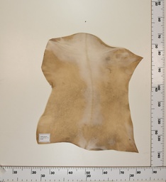 [24-0001-051] Cabrito Marrón ID051