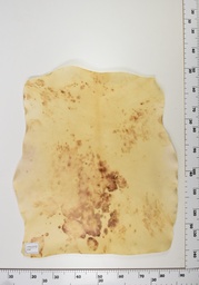 [22-0001-14-004] Cordero Envejecido ID004