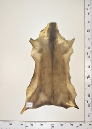 [22-0001-17-011] Cordero Negro ID011