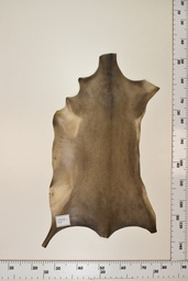 [22-0001-17-036] Cordero Negro ID036