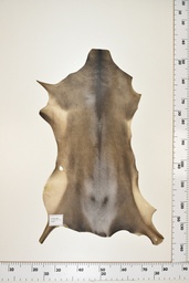 [22-0001-17-049] Cordero Negro ID049