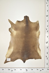 [22-0001-17-050] Cordero Negro ID050