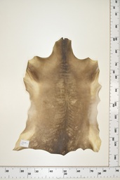 [22-0001-17-061] Cordero Negro ID061