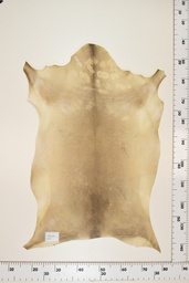 [22-0001-17-063] Cordero Negro ID063