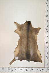 [22-0001-17-065] Cordero Negro ID065